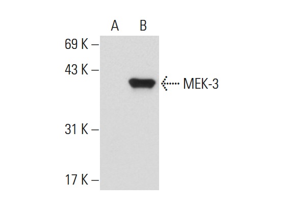 MEK-3 (30): sc-135985. Western blot analysis of MEK-3 expression in non-transfected: sc-117752 (A) and human MEK-3 transfected: sc-176353 (B) 293T whole cell lysates.