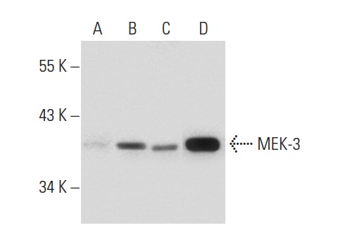 MEK-3 (30): sc-135985. Western blot analysis of MEK-3 expression in non-transfected 293T: sc-117752 (A), human MEK-3 transfected 293T: sc-114954 (B), Jurkat (C) and NIH/3T3 (D) whole cell lysates.
