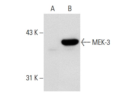MEK-3 (5F7): sc-81474. Western blot analysis of MEK-3 expression in non-transfected: sc-117752 (A) and human MEK-3 transfected: sc-176353 (B) 293T whole cell lysates.
