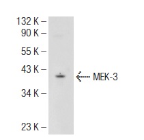 MEK-3 (5F7): sc-81474. Western blot analysis of MEK-3 expression in Jurkat whole cell lysate.