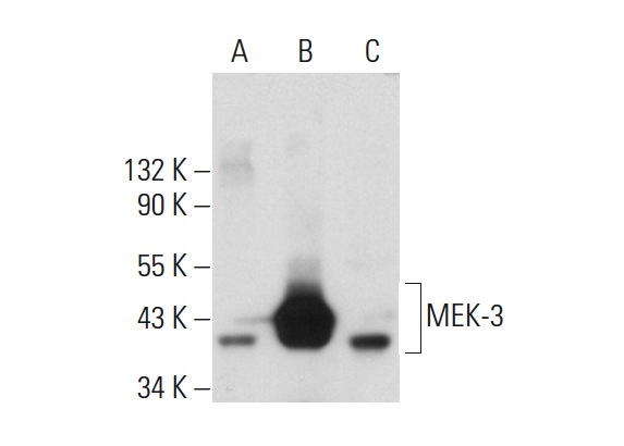 MEK-3 (5F7): sc-81474. Western blot analysis of MEK-3 expression in non-transfected 293: sc-110760 (A), human MEK-3 transfected 293: sc-158720 (B) and Jurkat (C) whole cell lysates.