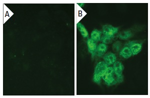 MEK-3 (5F7): sc-81474. Immunofluorescence staining of methanol-fixed untransfected (A) and human MEK-3 transfected HEK 293T cells (B).