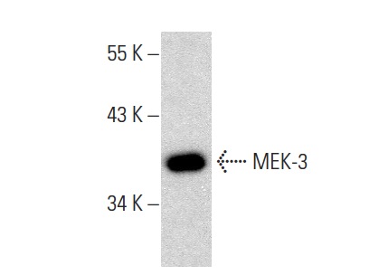 MEK-3 (5F7): sc-81474. Western blot analysis of MEK-3 expression in NIH/3T3 whole cell lysate.
