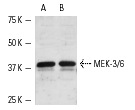 MEK-3/6 (H-90): sc-13069. Western blot analysis of MEK-3/6 expression in KNRK (A) and NIH/3T3 (B) whole cell lysates.
