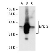 MEK-3/6 (H-90): sc-13069. Western blot analysis of MEK-3 expression in non-transfected 293T: sc-117752 (A), human MEK-3 transfected 293T: sc-114954 (B) and Jurkat (C) whole cell lysates.