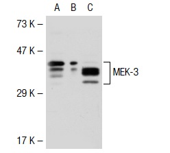 MEK-3/6 (H-90): sc-13069. Western blot analysis of MEK-3 expression in non-transfected 293T: sc-117752 (A), mouse MEK-3 transfected 293T: sc-125600 (B) and HeLa (C) whole cell lysates.