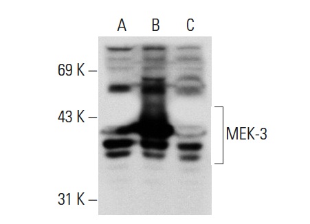 MEK-3/6 (H-90): sc-13069. Western blot analysis of MEK-3 expression in non-transfected 293T: sc-117752 (A), human MEK-3 transfected 293T: sc-176353 (B) and Jurkat (C) whole cell lysates.