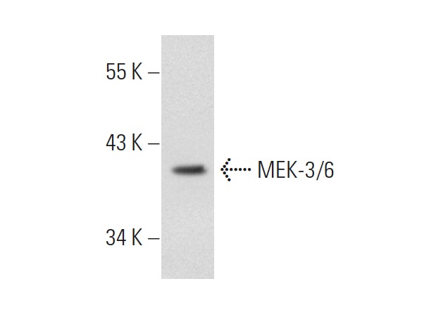 MEK-3/6 (H-90): sc-13069. Western blot analysis of MEK-3/6 expression in COLO 320DM whole cell lysate.