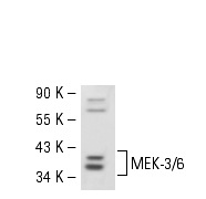 MEK-3/6 (D-3): sc-133230. Western blot analysis of MEK-3/6 expression in KNRK whole cell lysate.