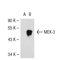 MEK-3/6 (D-3): sc-133230. Western blot analysis of MEK-3 expression in non-transfected: sc-117752 (A) and human MEK-3 transfected: sc-114954 (B) 293T whole cell lysates.