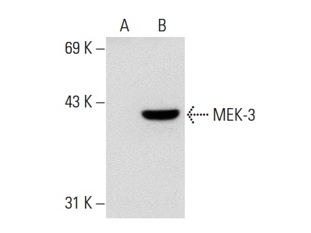 MEK-3/6 (D-3): sc-133230. Western blot analysis of MEK-3 expression in non-transfected: sc-117752 (A) and human MEK-3 transfected: sc-176353 (B) 293T whole cell lysates.