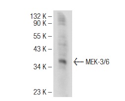 MEK-3/6 (D-3): sc-133230. Western blot analysis of MEK-3/6 expression in HeLa whole cell lysate.