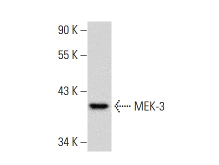 MEK-3/6 (D-3): sc-133230. Western blot analysis of MEK-3 expression in NIH/3T3 whole cell lysate.