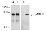 Western blot analysis of l phosphatase-treated (A,C) and untreated (B,D) active human recombinant MEK-6. Antibodies tested include MEK-6 (N-19): sc-1992 (A,B) and p-MEK 3/6 (Ser-189)-R: sc-7994-R (C,D).