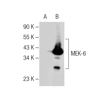 MEK-6 (N-19): sc-1992. Western blot analysis of MEK-6 expression in non-transfected: sc-117752 (A) and human MEK-6 transfected: sc-113820 (B) 293T whole cell lysate.