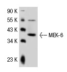 MEK-6 (N-19): sc-1992. Western blot analysis of human MEK-6 expression in HeLa whole cell lysate.