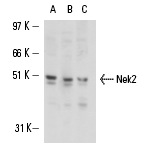 Nek2 (D-8): sc-55601. Western blot analysis of Nek2 expression in HeLa (A) and and K-562 (B) whole cell lysates and HeLa nuclear extract (C) .