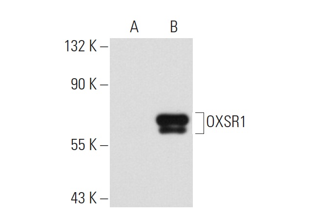 OXSR1 (SQ-39): sc-100361. Western blot analysis of OXSR1 expression in non-transfected: sc-117752 (A) and human OXSR1 transfected: sc-171465 (B) 293T whole cell lysates.