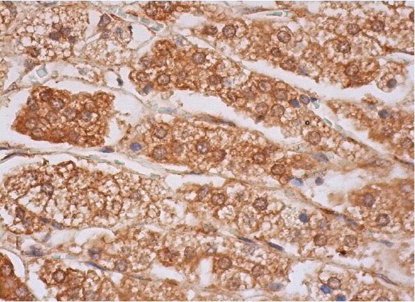 p38β (N-14): sc-15918. Immunoperoxidase staining of formalin fixed, paraffin-embedded human adrenal gland tissue showing cytoplasmic, membrane and nuclear staining of glandular cells.