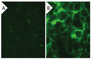AK6 (H-300): sc-32857. Immunofluorescence staining of methanol-fixed untransfected (A) and human PAK6 transfected HEK 293T cells (B).
