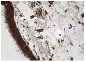 PERK (H-300): sc-13073. Immunoperoxidase staining of formalin fixed, paraffin-embedded human bronchus tissue showing cytoplasmic and nuclear staining of respiratory epithelial cells.