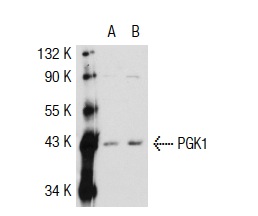 PGK1 (Y-12): sc-17943. Western blot analysis of PGK1 expression in non-transfected: sc-117752 (A) and human PGK1 transfected: sc-111743 (B) 293T whole cell lysates.
