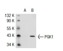 PGK1 (Y-12): sc-17943. Western blot analysis of PGK1 expression in non-transfected: sc-117752 (A) and human PGK1 transfected: sc-112139 (B) 293T whole cell lysates.