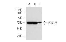 PGK1/2 (A-5): sc-48342. Western blot analysis of PGK1 and PGK2 expression in JAR (A), JEG-3 (B) and F9 (C) whole cell lysates.
