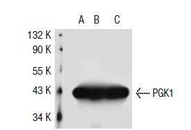 PGK1/2 (A-5): sc-48342. Western blot analysis of PGK1 expression in non-transfected 293T: sc-117752 (A), human PGK1 transfected 293T: sc-111743 (B) and HeLa (C) whole cell lysates.