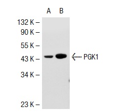 PGK1/2 (A-5): sc-48342. Western blot analysis of PGK1 expression in non-transfected: sc-117752 (A) and human PGK1 transfected: sc-112139 (B) 293T whole cell lysates.