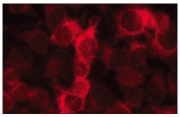 PGK1/2 (A-5): sc-48342. Immunofluorescence staining of methanol-fixed HeLa cells showing cytoplasmic localization.