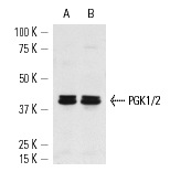 PGK1/2 (H-300): sc-28784. Western blot analysis of PGK1 and PGK2 expression in HeLa (A) and JAR (B) whole cell lysates.