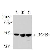 PGK1/2 (H-300): sc-28784. Western blot analysis of PGK1/2 expression in non-transfected 293T: sc-117752 (A), human PGK1/2 transfected 293T: sc-115486 (B) and HeLa (C) whole cell lysates.