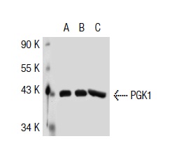 PGK1/2 (H-300): sc-28784. Western blot analysis of PGK1 expression in non-transfected 293T: sc-117752 (A), human PGK1 transfected 293T: sc-111743 (B) and HeLa (C) whole cell lysates.
