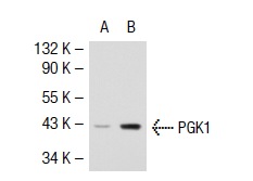 PGK1/2 (H-300): sc-28784. Western blot analysis of PGK1 expression in non-transfected: sc-117752 (A) and human PGK1 transfected: sc-112139 (B) 293T whole cell lysates.