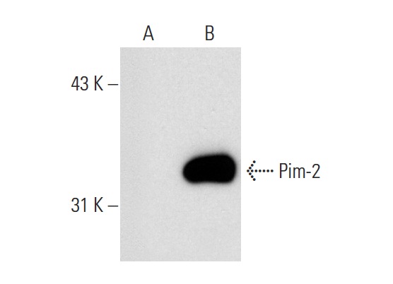 Pim-2 (1D12): sc-13514. Western blot analysis of Pim-2 expression in non-transfected: sc-117752 (A) and human Pim-2 transfected: sc-111264 (B) 293T whole cell lysates.