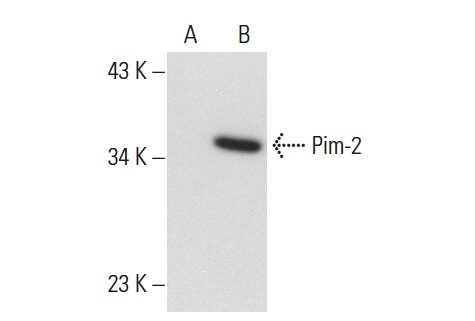 Pim-2 (1D12): sc-13514. Western blot analysis of Pim-2 expression in non-transfected: sc-117752 (A) and human Pim-2 transfected: sc-111264 (B) 293T whole cell lysates.