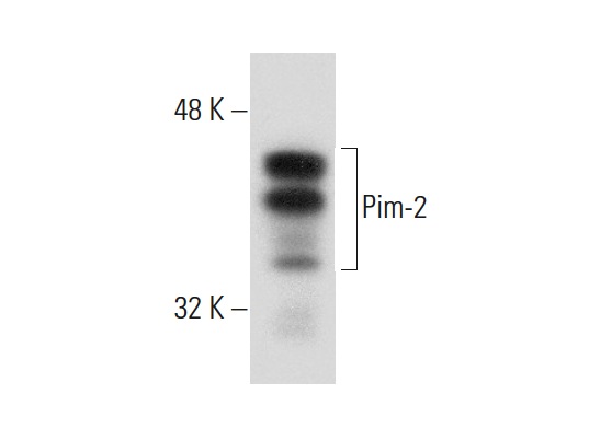 Pim-2 (1D12): sc-13514. Western blot analysis of Pim-2 expression in CTLL-2 whole cell lysate.
