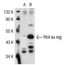 PKA Iα/β reg (H-90): sc-28893. Western blot analysis of PKA Iα reg expression in non-transfected: sc-117752 (A) and human PKA Iα reg transfected: sc-111596 (B) 293T whole cell lysates.