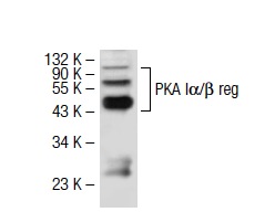 PKA Iα/β reg (H-90): sc-28893. Western blot analysis of PKA Iα/β reg expression in SW-13 whole cell lysate.