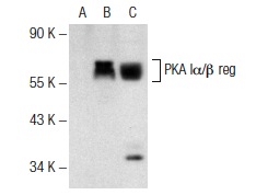 PKA Iα/β reg (H-90): sc-28893. Western blot analysis of PKA Iα/β reg expression in non-transfected 293T: sc-117752 (A), human PKA Iα/β reg transfected 293T: sc-177734 (B) and CCRF-CEM (C) whole cell lysates.