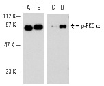 Western blot analysis of l phosphatase-treated (A,C) and untreated (B,D) active human recombinant PKCα. Antibodies tested include PKC (MC5): sc-80 (A,B) and p-PKCα (Ser 657): sc-12356 (C,D).