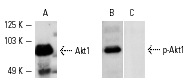Western blot analysis of Akt1 phosphorylation in A-431 cells treated with EGF. Blots were probed with Akt1 (C-20): sc-1618 (A), p-Akt1/2/3 (Ser 473): sc-7985-R preincubated with cognate unphosphorylated peptide (B) and p-Akt1/2/3 (Ser 473): sc-7985-R preincubated with cognate phosphorylated peptide (C).