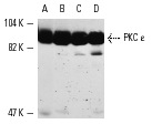 PKC ε (C-15): sc-214. Western blot analysis of PKC ε expression in rat heart extract (A) and H4 (B), IMR-32 (C) and SK-N-SH (D) whole cell lysates.