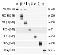 Western blot analysis of Baculovirus expressed PKC isoforms at 10 ng/lane. PKC antibodies used include PKC α (C-20), PKC βI (C-16), PKC βII (C-18), PKC γ (C-19), PKC ε (C-15), PKC ζ (C-20) and PKC η (C-15).