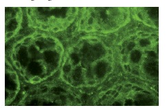 PKC ζ (C-20): sc-216. Immunofluorescence staining of normal mouse intestine frozen section showing cytoplasmic staining.