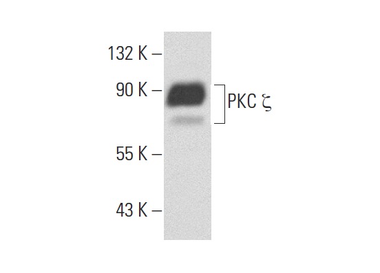 PKC ζ (C-20)-G: sc-216-G. Western blot analysis of PKC ζ expression in 293T whole cell lysate.