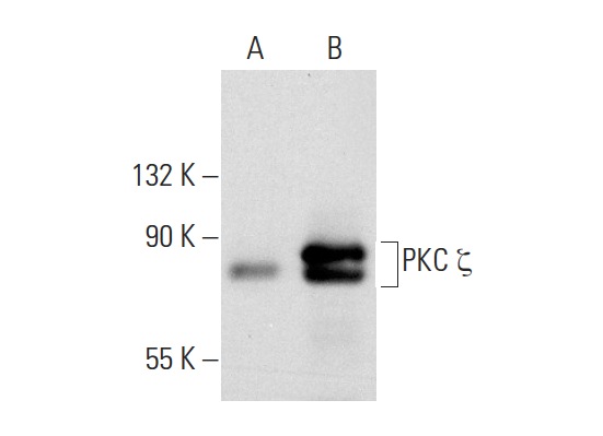 PKC ζ (C-20): sc-216. Western blot analysis of PKC ζ expression in non-transfected: sc-110760 (A) and human PKC ζ transfected: sc-159616 (B) 293 whole cell lysates.