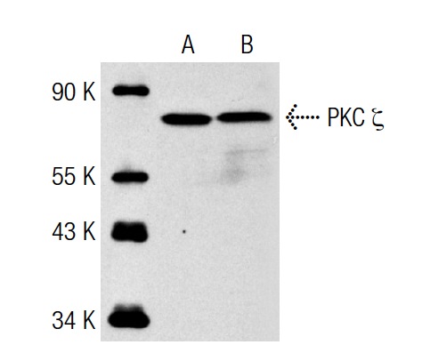 PKC ζ (C-20): sc-216. Western blot analysis of PKC ζ expression in A-431 (A) and 3611-RF (B) whole cell lysates.