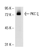 PKC ζ (H-1): sc-17781. Western blot analysis of PKC ζ expression in 293T whole cell lysate.